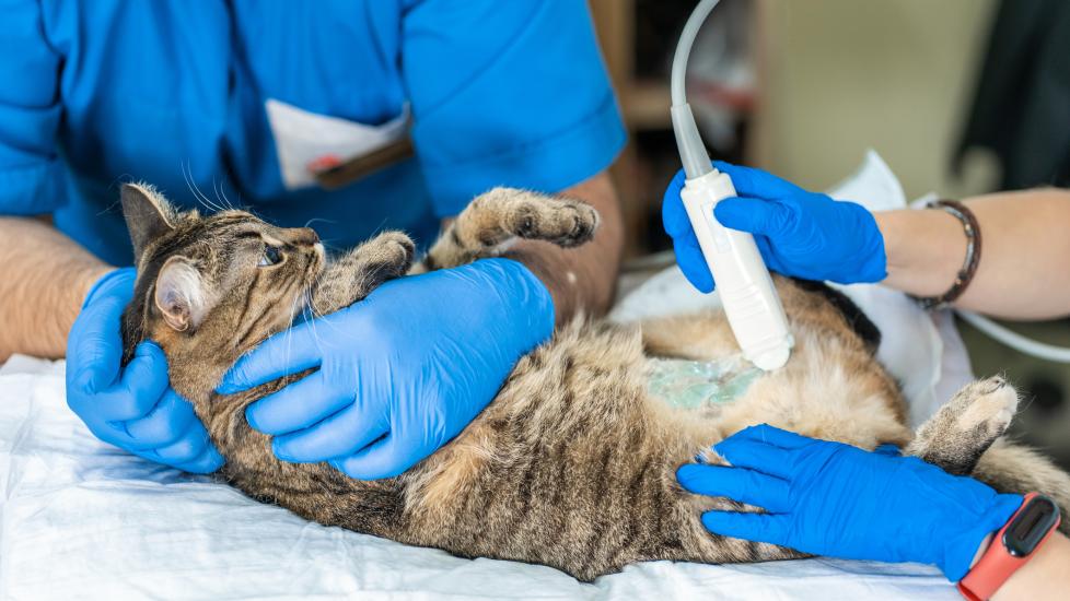  inguinal hernia in cats; a pregnant cat is examined by a vet.